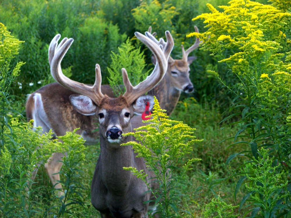 about us - Wyoming County Whitetail Deer