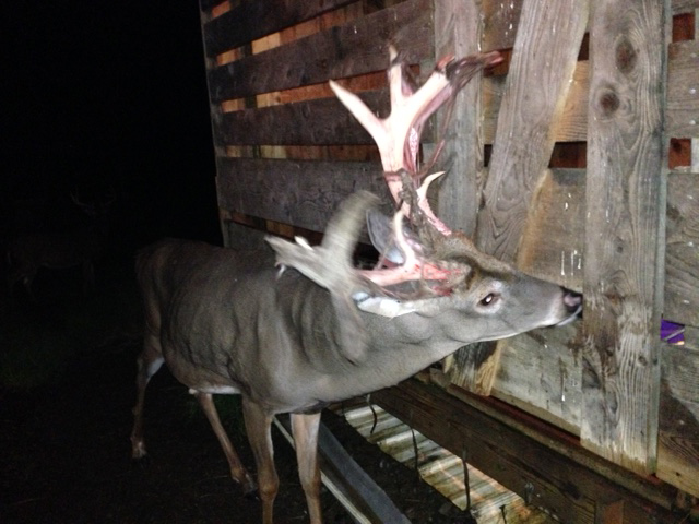 Deer at Wyoming County Whitetail Deer Farm