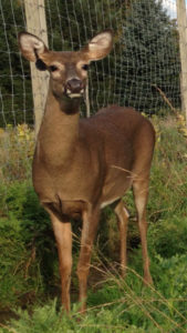 Wyoming County Whitetail