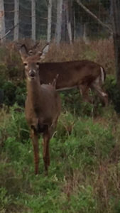 Wyoming County Whitetail